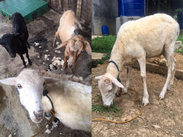 Animals at the PART compound. Courtesy: Jill Delos Santos