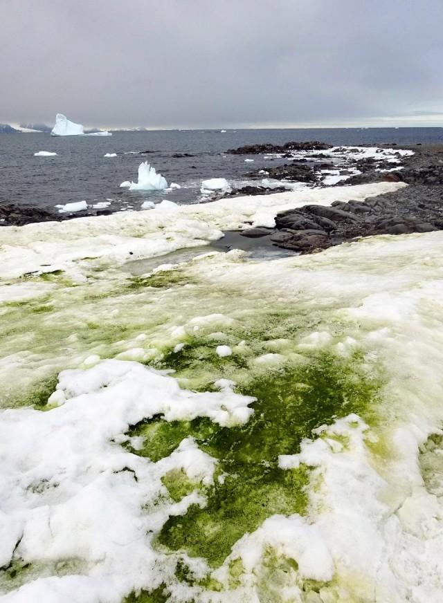Handout picture taken in 2018 and released by the University of Cambridge on May 20, 2020 showing green snow algae near Rothera Research Station, at Rothera Point, in Antarctica. Dr. Matt Davey/University of Cambridge/SAMS/AFP