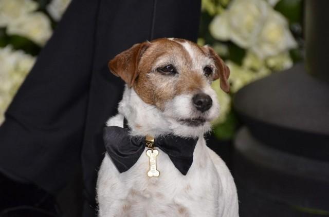 In this file photo taken on February 27, 2012 Uggie the dog from winner of Best Picture, "The Artist" poses with cast members in the press room at the 84th Annual Academy Awards in Hollywood, California. Uggie the adorable terrier from the Oscar-winning film "The Artist" was awarded the Palm Dog of Palm Dogs on May 22, 2020 for the best canine performance ever at the Cannes film festival. Joe KLAMAR / AFP