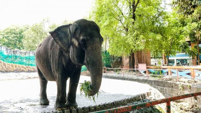 Manila Zoo to receive 2,000 kg of chicken for its animals amid quarantine