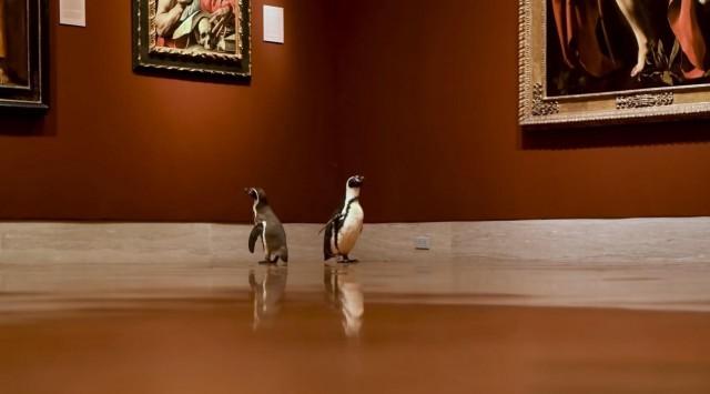 These penguins visited a Kansas art museum and they loved it