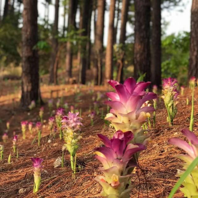 Turmeric plants blossom in Rizal reforestation area after the rain