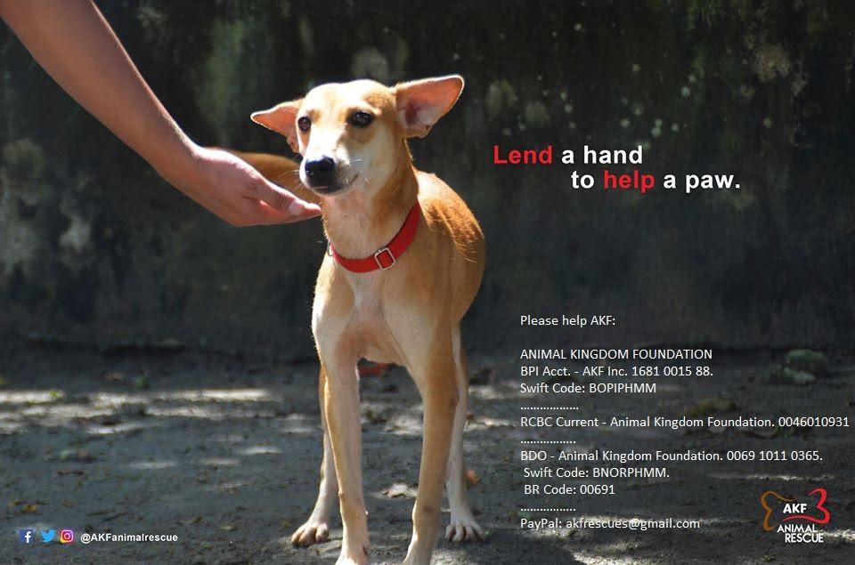 Over 100 rescued dogs need help as shelters in Tarlac face closure | GMA  News Online
