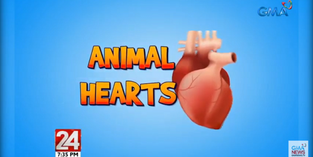 Which animals have multiple hearts?