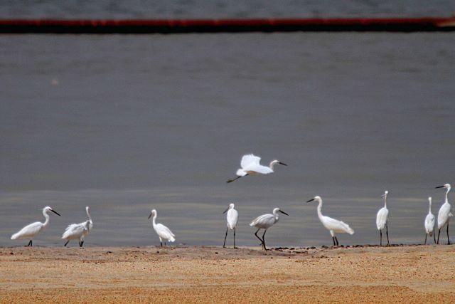 Egrets photos by Danny Pata