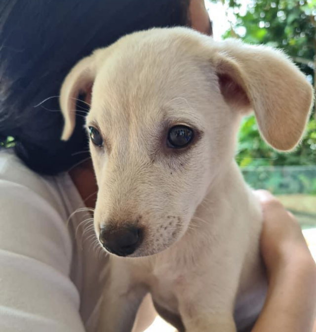 Pangilinan household adopts 'aspin' as tribute to affectionate farm dog