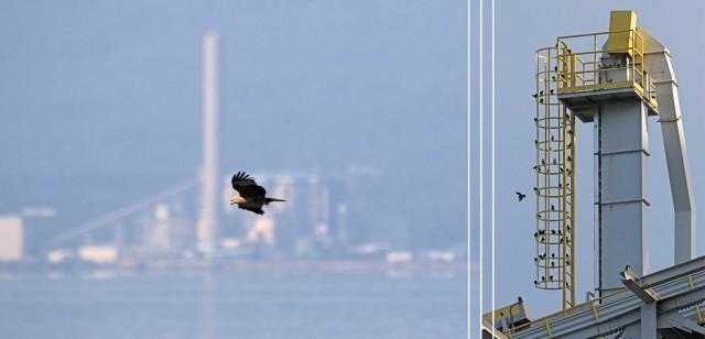 Wildlife continues to thrive within Therma South Inc.âs baseload power plant in Davao, as several species of flora and fauna have been spotted living comfortably inside the compound.