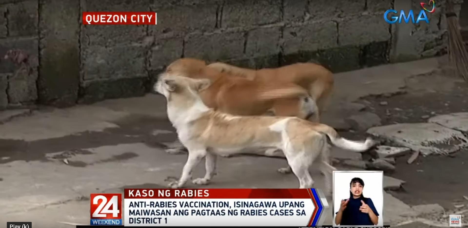 Qc Implements Anti Rabies Drive As Cases Continue To Rise Gma News Online