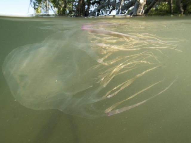 Australian teen dies after box jellyfish sting