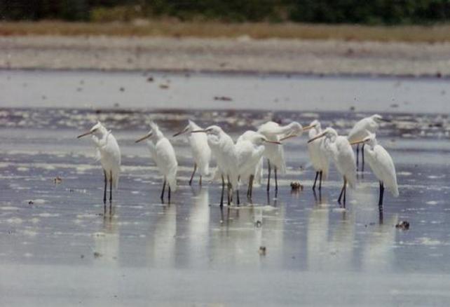 Chinese Egrets on Olango. Photo Courtesy of Drakesketchit (talk)/ Wiki Commons
