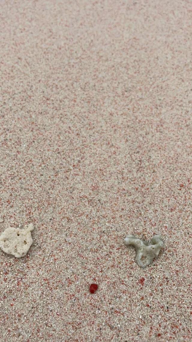 Crushed red organ pipe corals mixed with fine white sand make up Santa Cruz Islandsâ€™ famed pink beach.