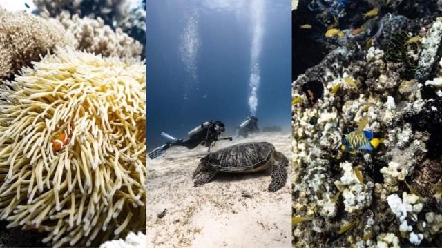 Marine life in Balicasag Island. Photo: Pema Travels
