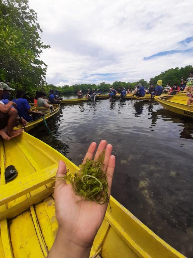 Fresh lato/latok or sea grapes harvested from the clear waters of the lagoon
