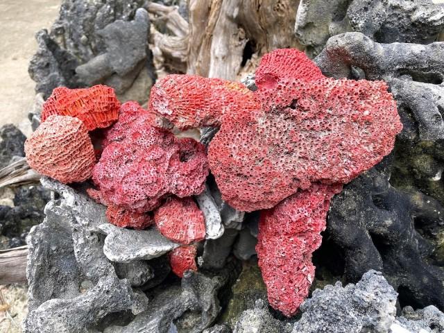 Red organ pipe corals