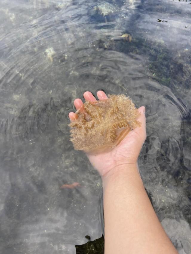 The upside-down jellyfish also known as Cassiopeia