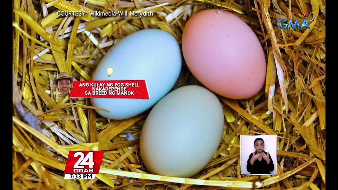 Which came first, chicken or egg? Kuya Kim explains