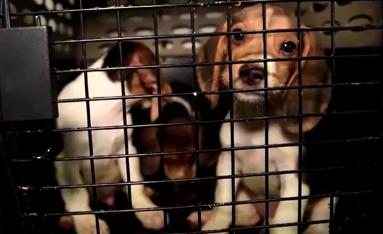 Over 4,000 beagles destined for drug experiments, finding new homes | GMA  News Online