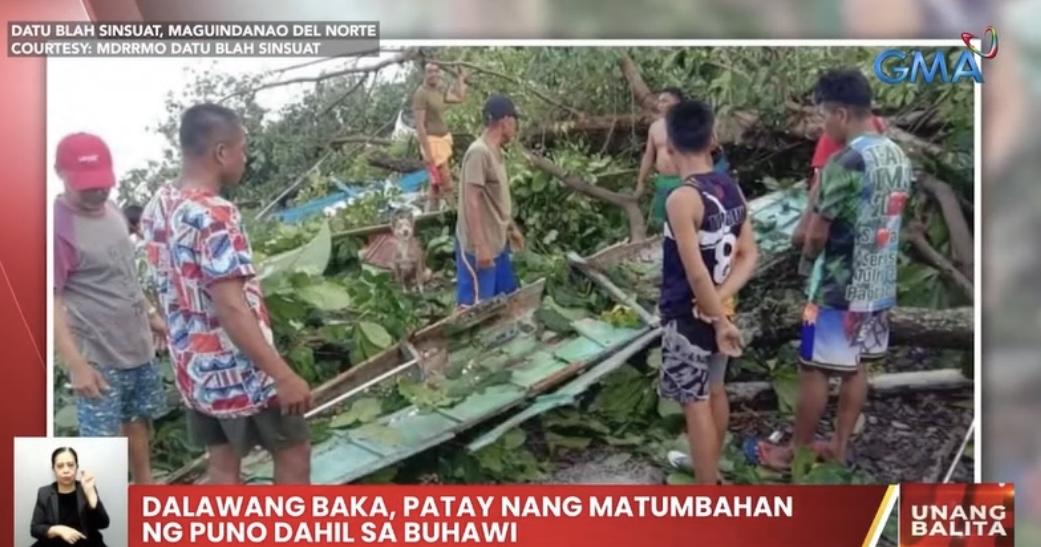 Baka Patay Nang Mabagsakan Ng Mga Nabuwal Na Puno Dahil Sa Buhawi