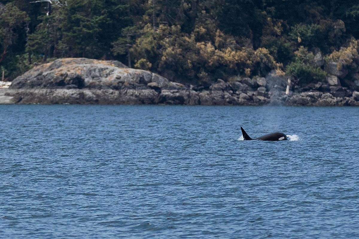 Mama's boys: Elder orca moms protect sons from fights