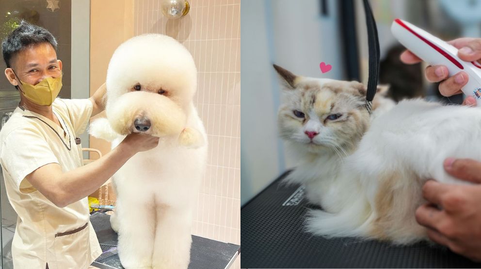 Pet grooming solved 8 places where you can avail furtastic