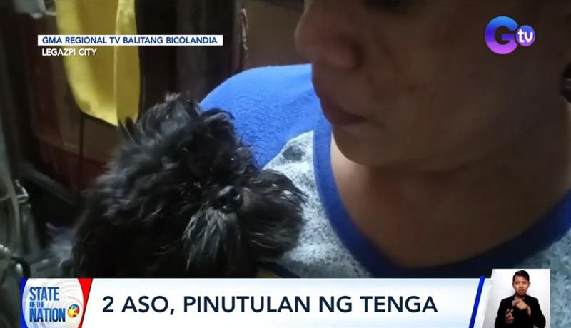 2 dogs in Legazpi City, Albay had ears cut off