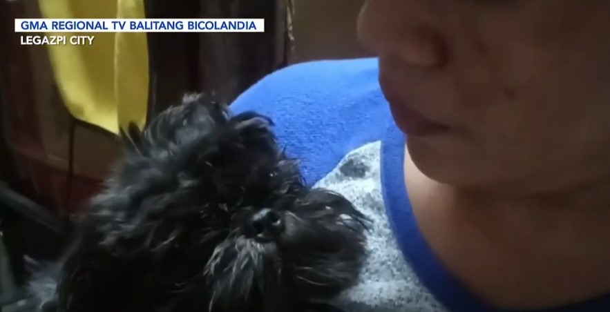 2 Shitzu dogs’ lose ears in Legaspi