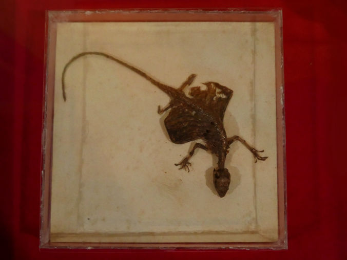 Species Named After Rizal Best Deal Www micoope gt