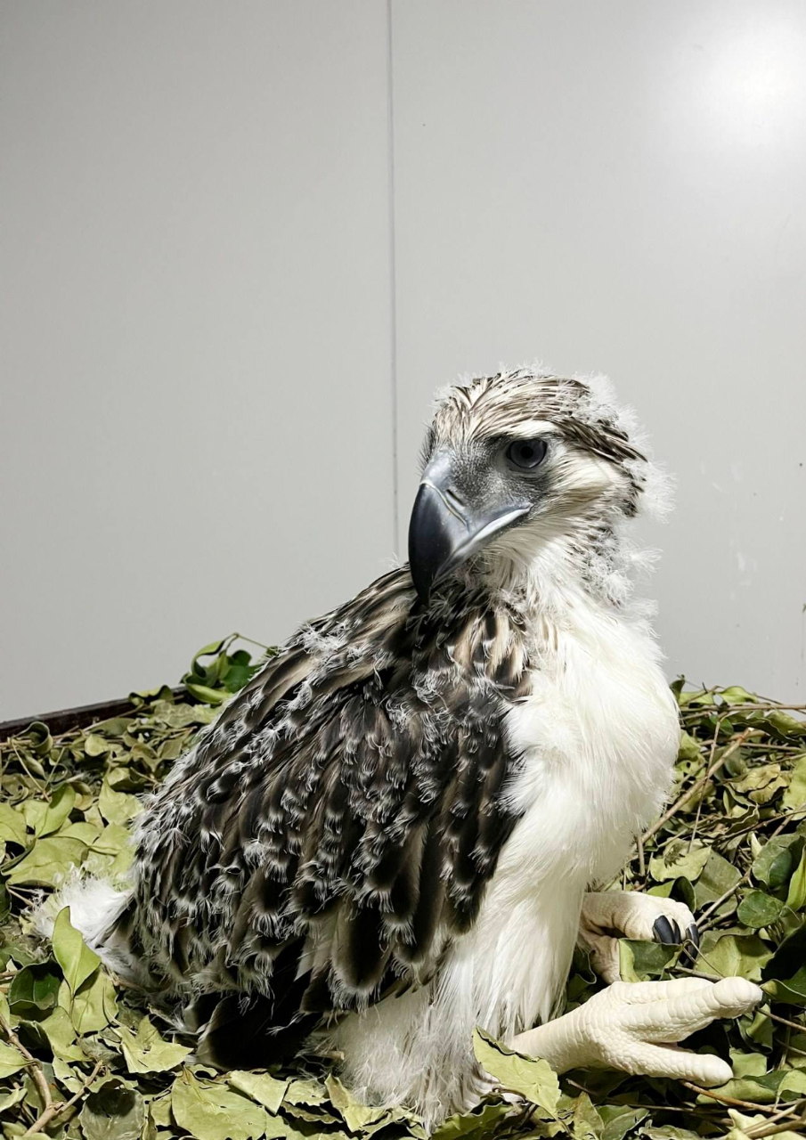 Philippine Eagle
