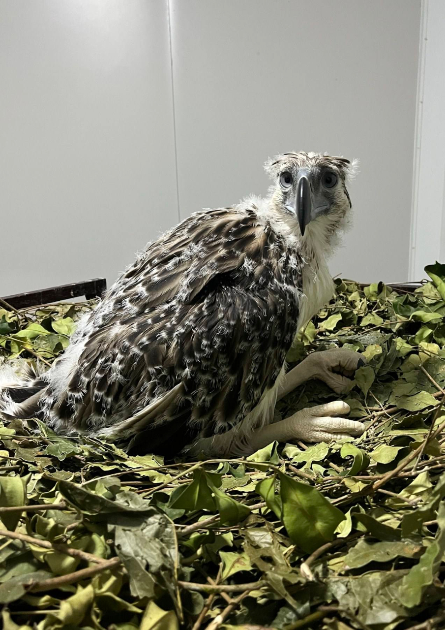 Philippine Eagle