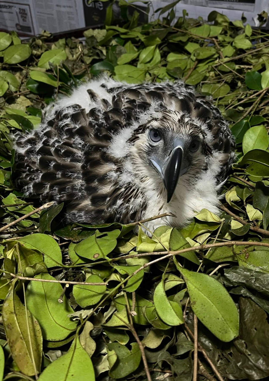 Philippine Eagle