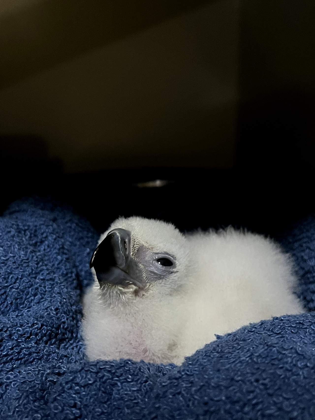 Philippine Eagle
