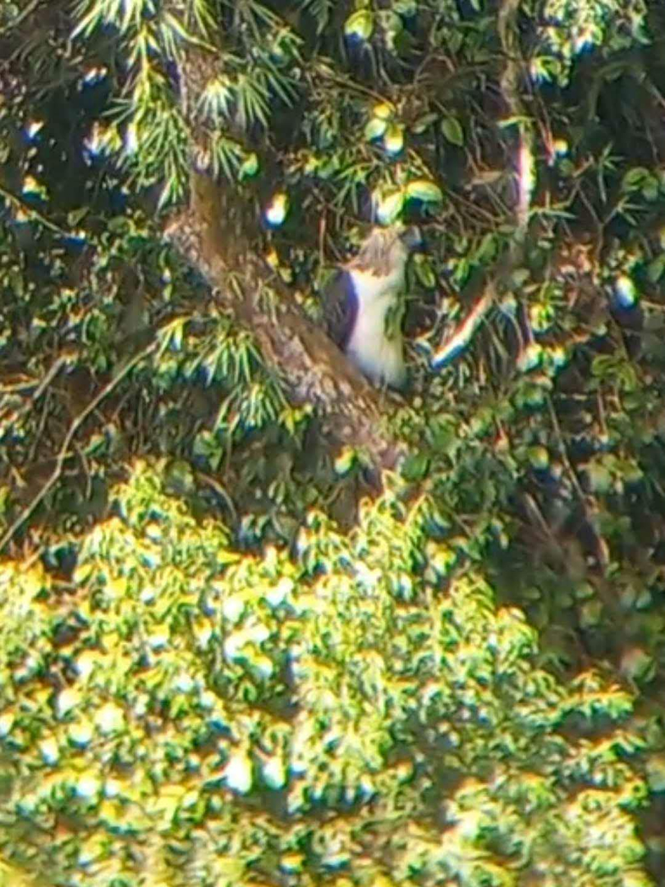 Philippine Eagle