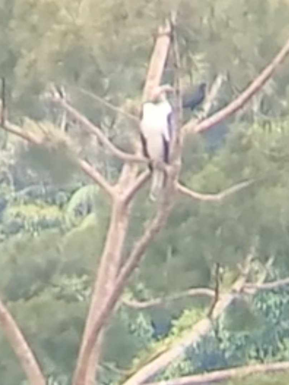 Philippine Eagle