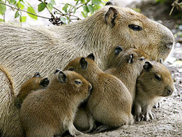 Fugitive capybara caught by China zoo after 2 months on run