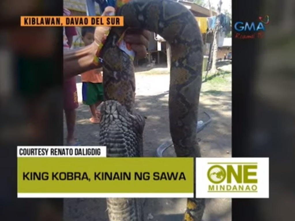 One Mindanao: King Cobra Versus Sawa