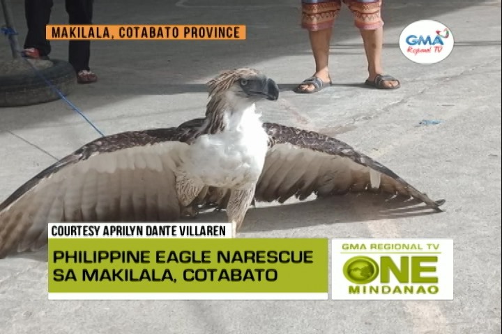 One Mindanao: Philippine Eagle, Na-rescue