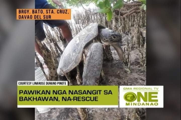 One Mindanao: Pawikan Na-rescue | One Mindanao | GMA Regional TV ...