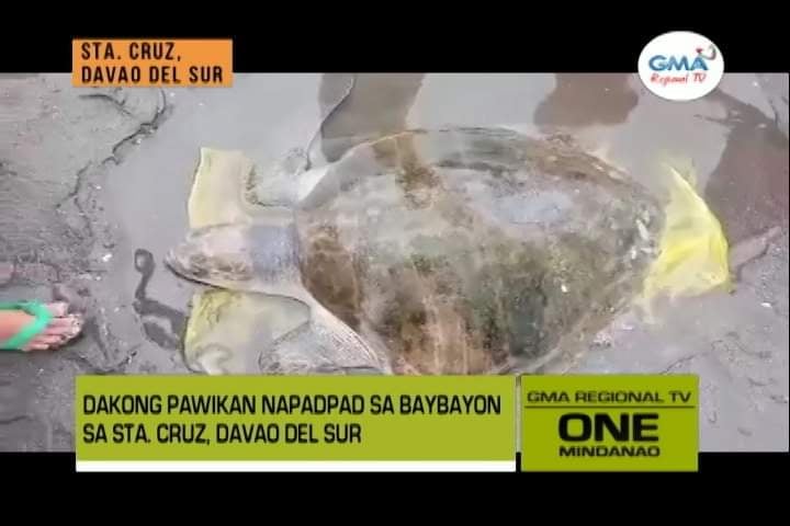 One Mindanao: Pawikan Na-rescue | One Mindanao | GMA Regional TV ...