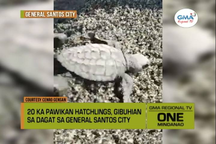 One Mindanao: Pawikan in GenSan | One Mindanao | GMA Regional TV ...