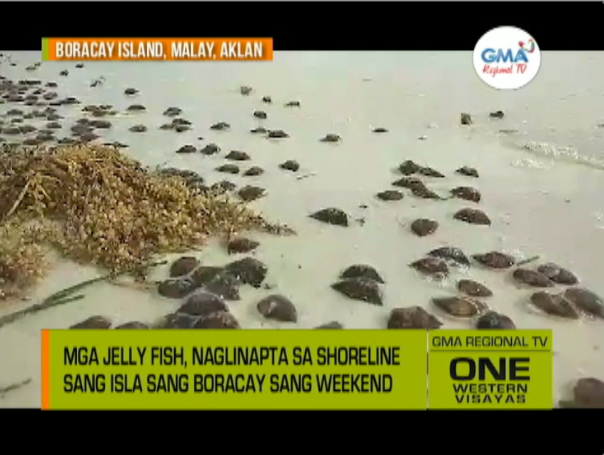 One Western Visayas: Mga Jelly Fish, Naglinapta sa Shoreline sang Isla ...