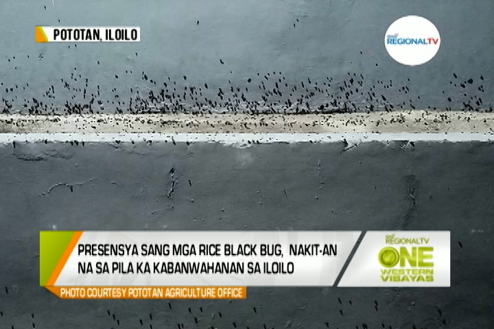 One Western Visayas: Presensya sang mga Rice Black Bug, Nakit-an na sa ...