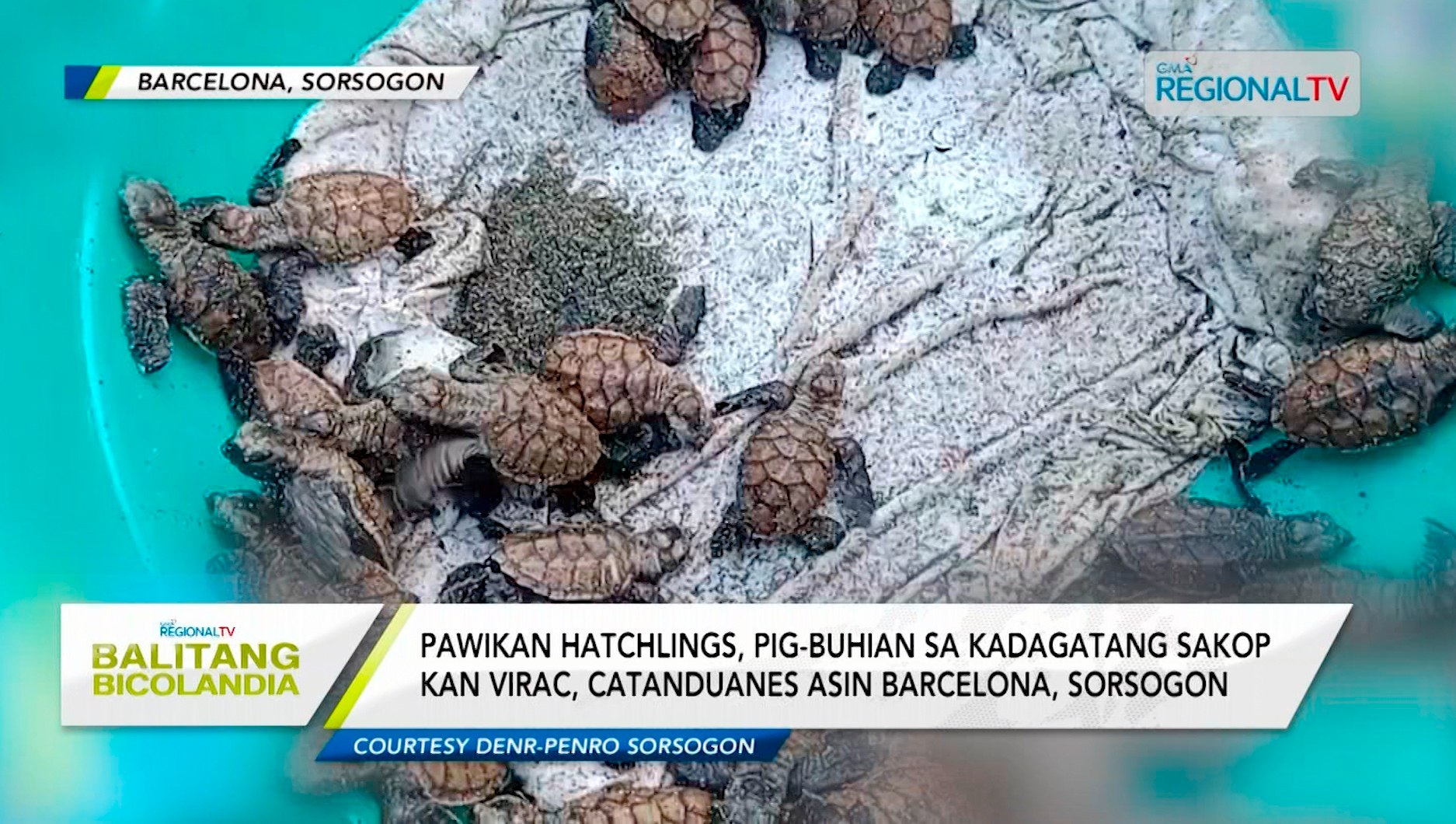 Balitang Bicolandia: Hayop sa balita