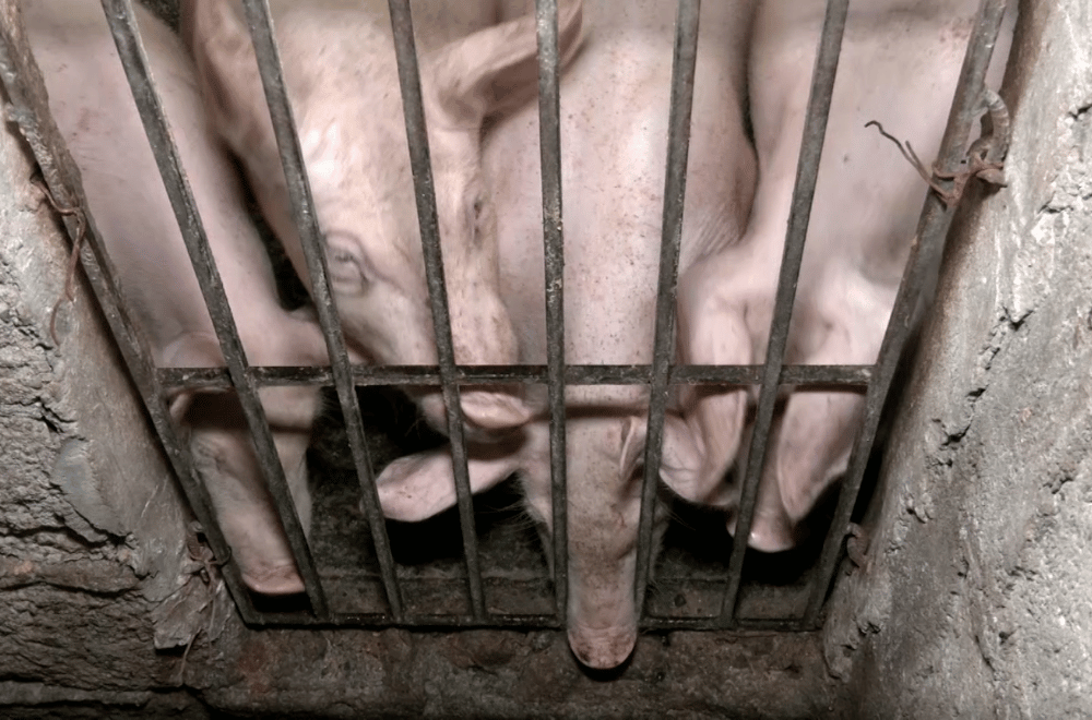 Photo via GMA Regional TV Balitang Southern Tagalog