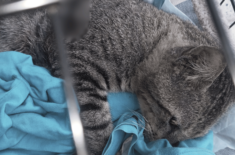 Photo courtesy: Cindy Talavera