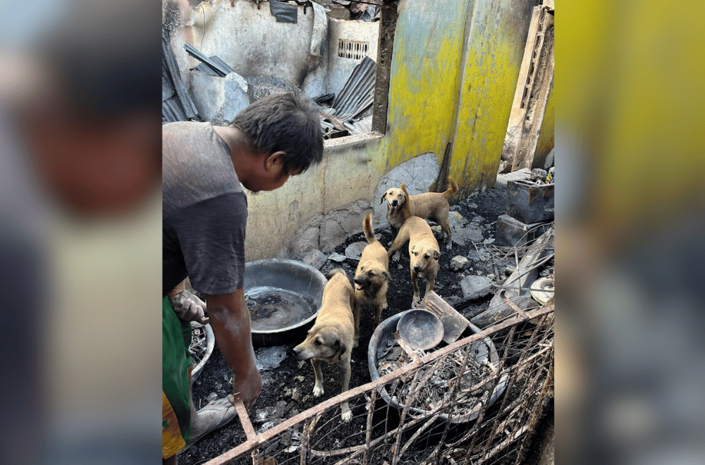 Photo courtesy: Animal Kingdom Foundation / Cabanatuan City Fire Station