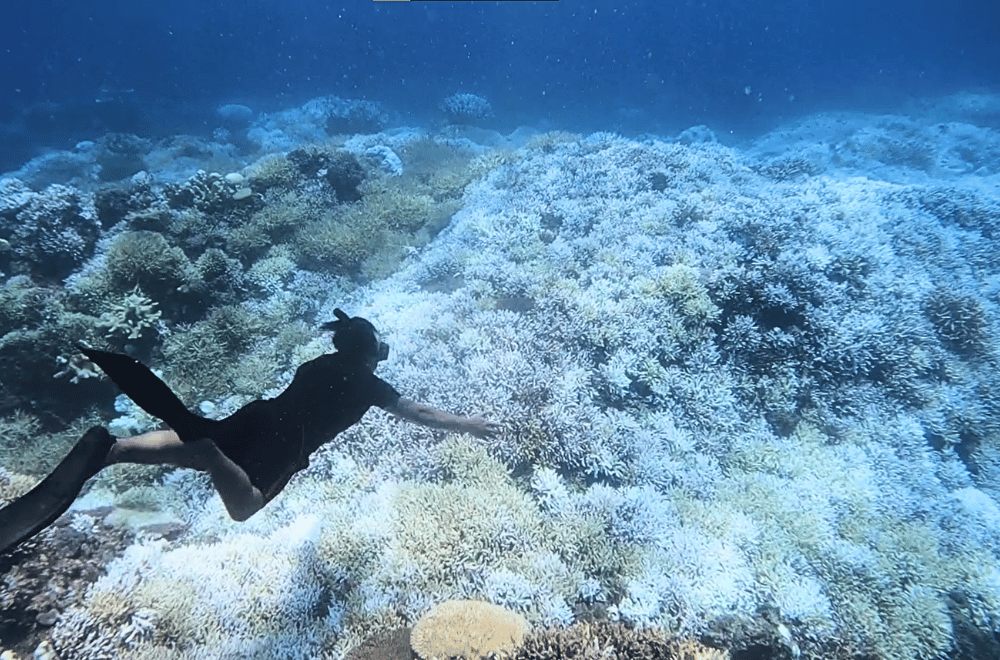 Photo via GMA Regional TV Balitang Bicolandia