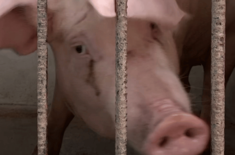 Photo via GMA Regional TV One North Central Luzon