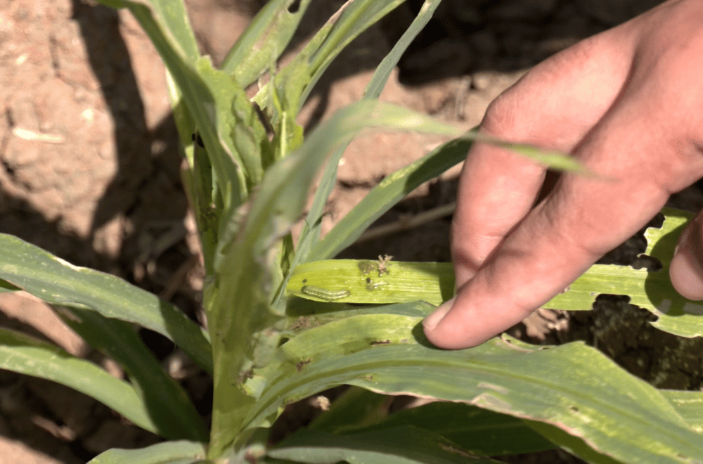 Photo via GMA Regional TV One North Central Luzon