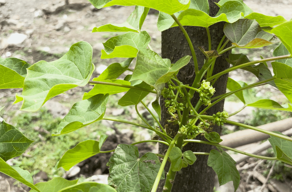 Photo via GMA Regional TV One North Central Luzon