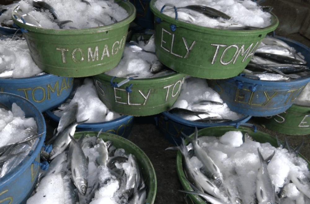 Photo via GMA Regional TV One North Central Luzon